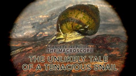  The Maiden With the Snail - A Tale Of Unexpected Love And Tenacious Patience!