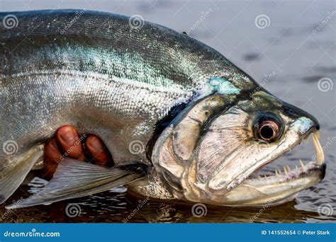  The Vampire Fish - A Bite-Sized Piece of Colombian Folklore From the 17th Century?